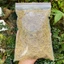 Ma hoàng 100g, khô, xanh, thơm - Tiệm Lãn Ông