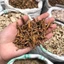 Thạch xương bồ 100g, xương bồ loại 1, sạch, thơm - Tiệm Lãn Ông