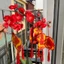 Combo 3 Set 5- 6 dây trang trí, liễng treo cây đào, mai trang trí tết 2025