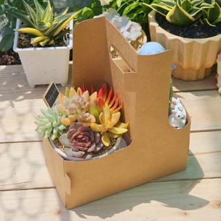 Set quà tặng người thương sen đá và xương rồng xinh yêu thích hợp làm quà tặng và sự kiện Mầm Nắng Garden  lỗi 1 đền 1