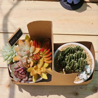 Set quà tặng người thương sen đá và xương rồng xinh yêu thích hợp làm quà tặng và sự kiện Mầm Nắng Garden  lỗi 1 đền 1