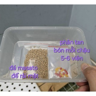 Set quà tặng sen đá kèm túi hoa cúc chậu mini 5cm MẦM NẮNG GARDEN  lỗi 1 đền 1