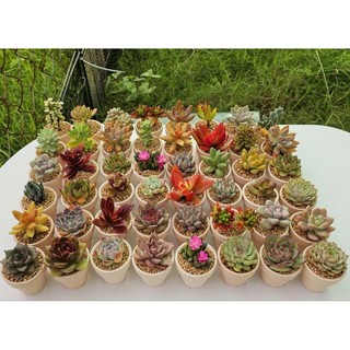 Set quà tặng sen đá kèm túi hoa cúc chậu mini 5cm MẦM NẮNG GARDEN  lỗi 1 đền 1