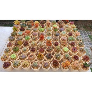 Set quà tặng sen đá kèm túi hoa cúc chậu mini 5cm MẦM NẮNG GARDEN  lỗi 1 đền 1