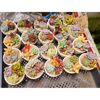 Set quà tặng sen đá mix 7cm được trồng sẵn thích hợp làm quà tặng, sự kiện Mầm Nắng Garden lỗi 1 đền 1