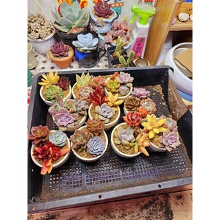 Set quà tặng sen đá mix 7cm được trồng sẵn thích hợp làm quà tặng, sự kiện Mầm Nắng Garden lỗi 1 đền 1