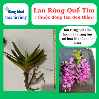 Lan rừng quế tím hoa có hương thơm, dễ chăm sóc