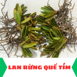 Lan rừng quế tím hoa có hương thơm, dễ chăm sóc