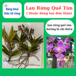 Lan rừng quế tím hoa có hương thơm, dễ chăm sóc
