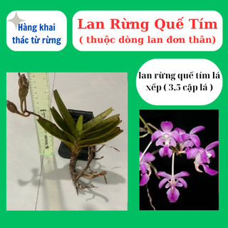 Lan rừng quế tím hoa có hương thơm, dễ chăm sóc