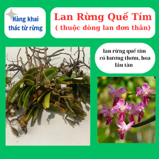 Lan rừng quế tím hoa có hương thơm, dễ chăm sóc