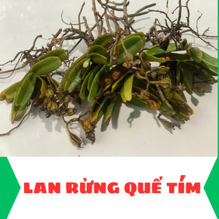 Lan rừng quế tím hoa có hương thơm, dễ chăm sóc