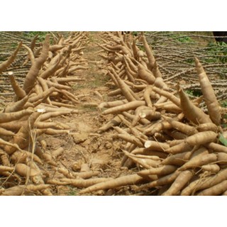 10 hom cây khoai mì ruột vàng siêu củ