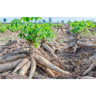10 hom cây khoai mì ruột vàng siêu củ