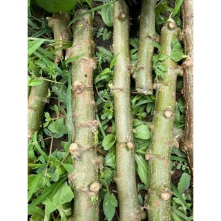 10 hom cây khoai mì ruột vàng siêu củ