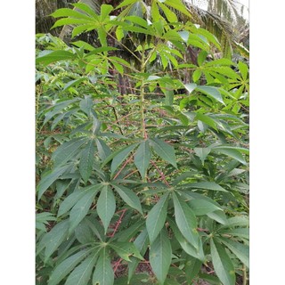 10 hom cây khoai mì ruột vàng siêu củ
