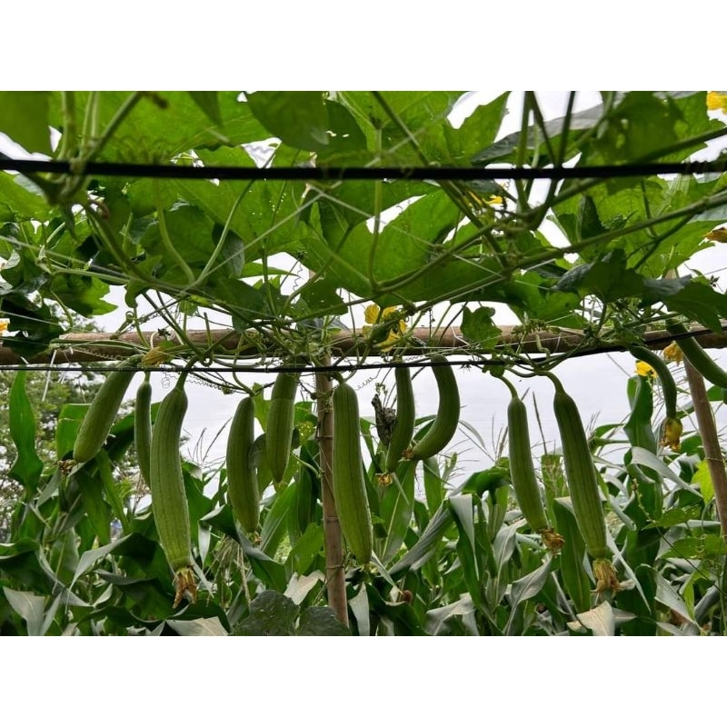 HẠT GIỐNG MƯỚP HƯƠNG SAI TRÁI, DỄ TRỒNG