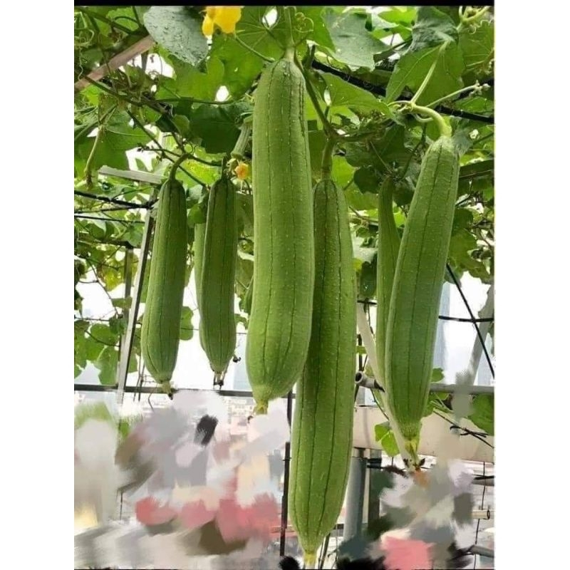 HẠT GIỐNG MƯỚP HƯƠNG SAI TRÁI, DỄ TRỒNG