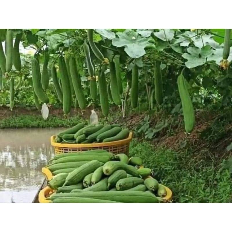 HẠT GIỐNG MƯỚP HƯƠNG SAI TRÁI, DỄ TRỒNG
