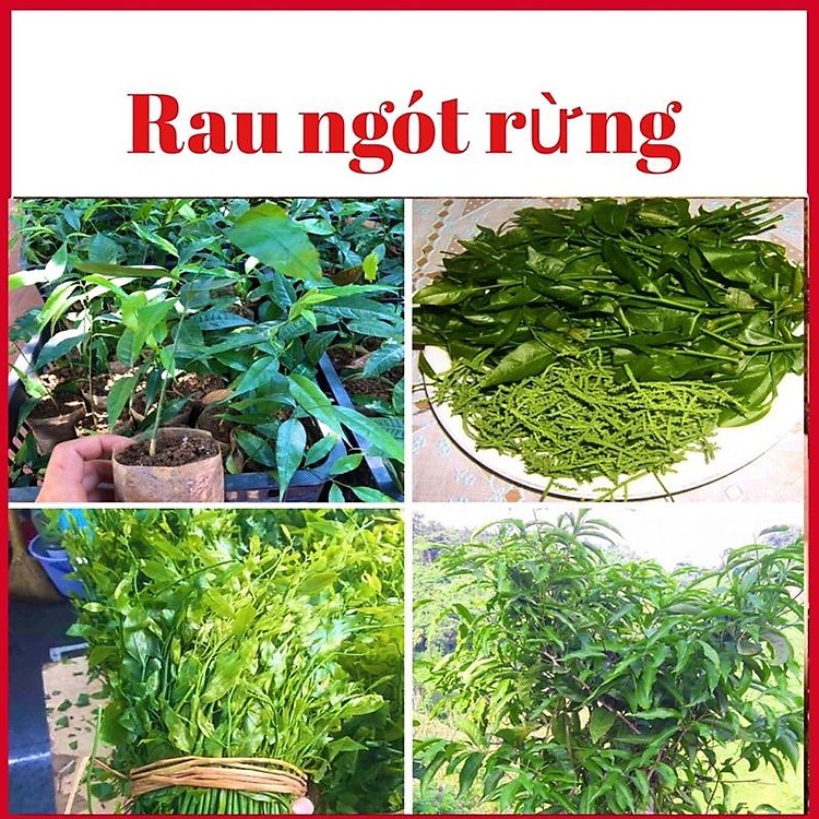 Cây giống Rau Ngót Rừng ( cây rau Sắng - cao từ 15 - 20cm ) -bầu có rễ ...
