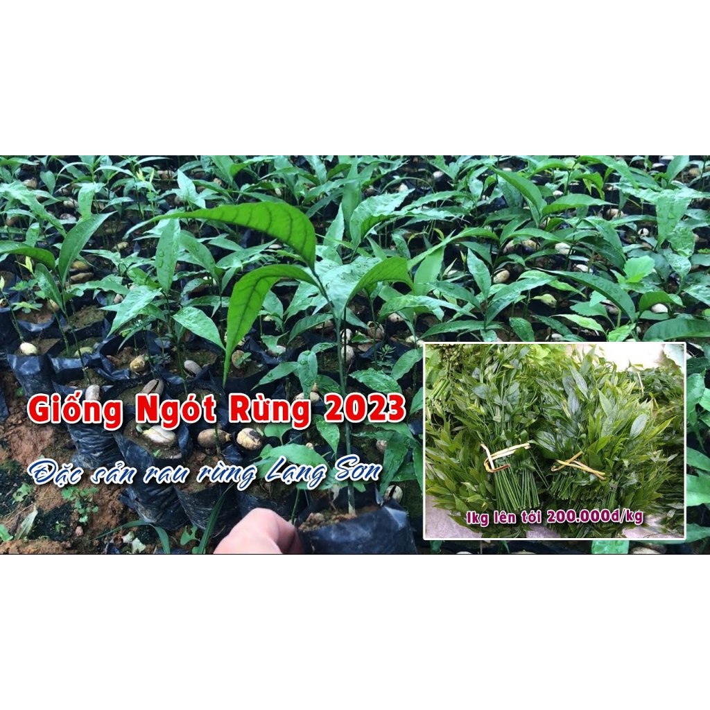 Com Bo 5 cây cây rau ngót rừng ( rau sắng ) tặng kèm 1 gói phân bón 1g ...