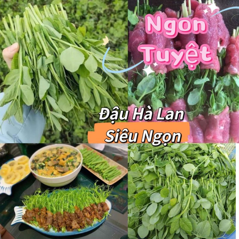Hạt Giống Đậu Hà Lan Ăn Ngọn Và Lá💥 Ăn Cực Ngon, Rất Năng Suất