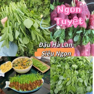 Hạt Giống Đậu Hà Lan Ăn Ngọn Và Lá💥 Ăn Cực Ngon, Rất Năng Suất