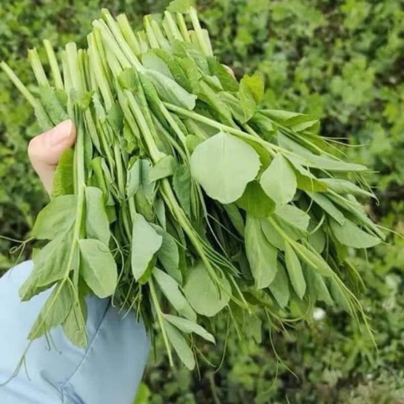 Hạt Giống Đậu Hà Lan Ăn Ngọn Và Lá💥 Ăn Cực Ngon, Rất Năng Suất