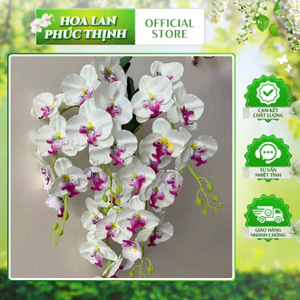 Giò Lan Hồ Điệp Treo Tường 5 Nhánh 💥HÀNG CAO CẤP💥 Hoa Treo Tường Trang Trí Nhà Cửa, Phòng Khách Cực Sang