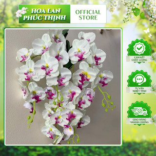 Giò Lan Hồ Điệp Treo Tường 5 Nhánh 💥HÀNG CAO CẤP💥 Hoa Treo Tường Trang Trí Nhà Cửa, Phòng Khách Cực Sang