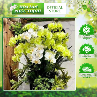 Lan Hồ ĐIệp Ướt 5 Bông 💥HÀNG CAO CẤP💥 Lan Thân Đốm Vải Lụa, Cành 70cm, Decor Nội Thất Cực Sang