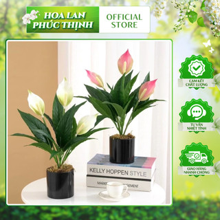 Cây Lan Ý 3 Bông 💥HÀNG CAO CẤP💥 Lan Ý 50cm Trang Trí Nội Thất Cực Sang (Không Kèm Chậu)