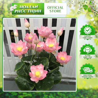 Cành Sen Nở 3 Bông 💥HÀNG CAO CẤP💥 Hoa Sen Nhiều Màu,  Trang Trí Phòng Khách, Văn Phòng, 2 Bông Nở, 1 Nụ, 3 Lá