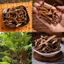 Cốt toái bổ khô 100g,củ cốt toái, thái lát, thơm, sạch - Tiệm Lãn Ông