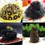 Rong tóc tiên 100g, rong mái chèo, tóc tiên nấu súp thơm ngon, bổ dưỡng - Tiệm Lãn Ông
