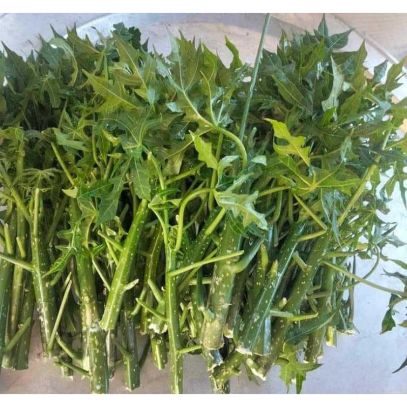 Set 7 cành giống cây rau nabi chaya (rau mì chính) | Shopee Việt Nam
