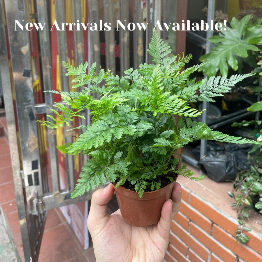 Chậu Dương xỉ Chân thỏ (Davallia Tyermannii), còn được gọi là Hare’s Foot Fern, Rabbit’s Foot Fern,ảnh thật số 6.