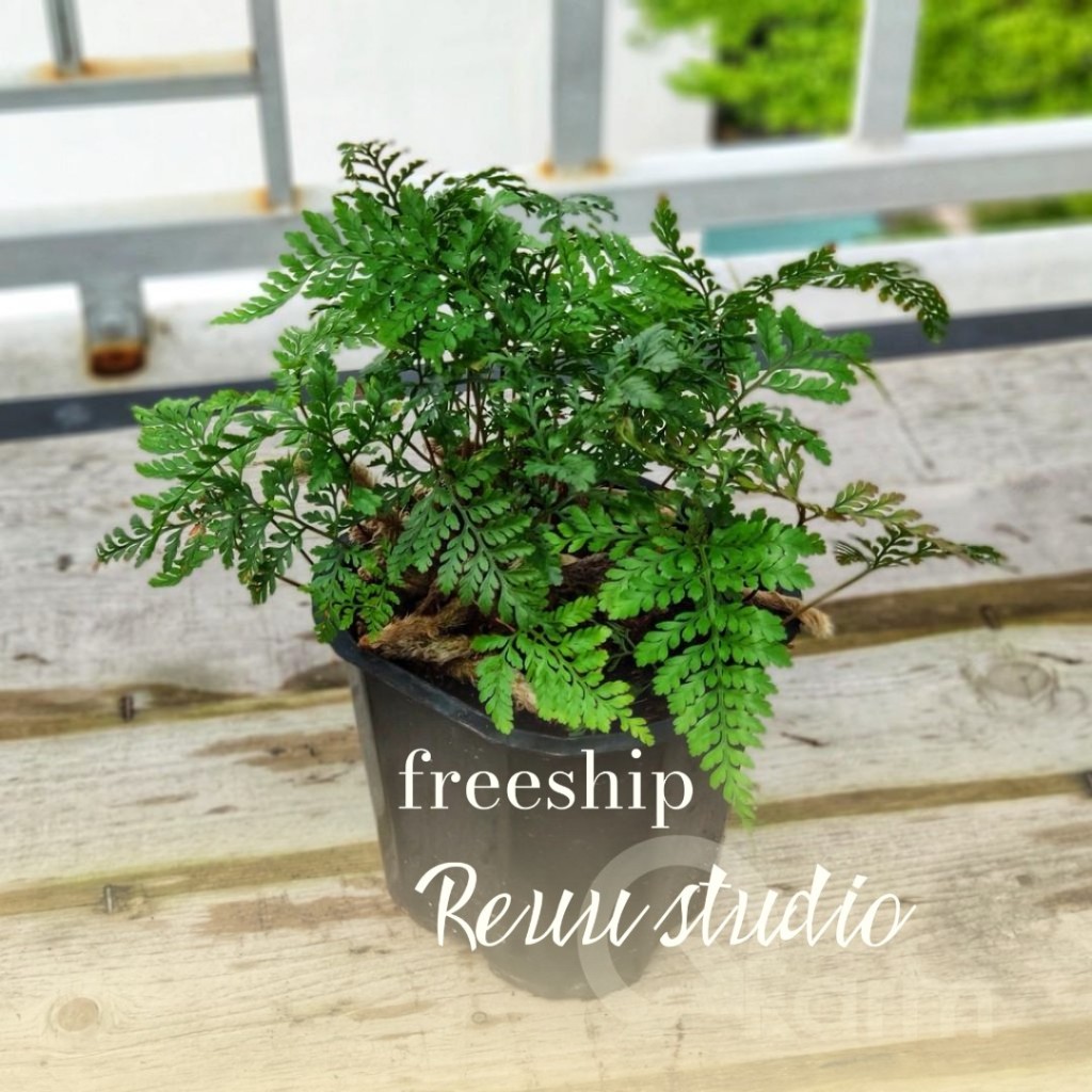 Chậu Dương xỉ Chân thỏ (Davallia Tyermannii), còn được gọi là Hare’s Foot Fern, Rabbit’s Foot Fern,ảnh thật số 6.