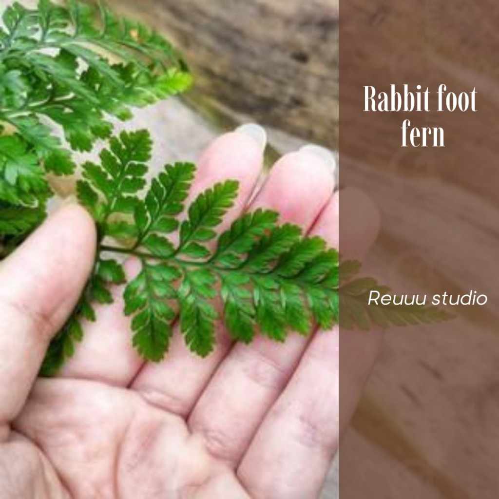 Chậu Dương xỉ Chân thỏ (Davallia Tyermannii), còn được gọi là Hare’s Foot Fern, Rabbit’s Foot Fern,ảnh thật số 6.
