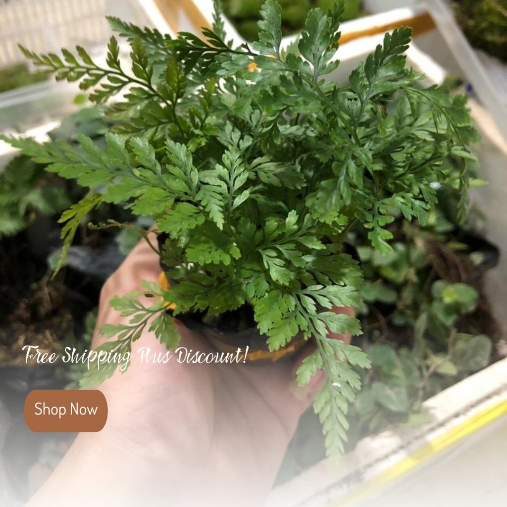Chậu Dương xỉ Chân thỏ (Davallia Tyermannii), còn được gọi là Hare’s Foot Fern, Rabbit’s Foot Fern,ảnh thật số 6.