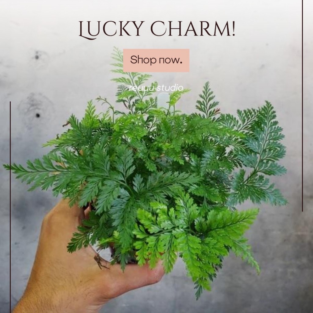 Chậu Dương xỉ Chân thỏ (Davallia Tyermannii), còn được gọi là Hare’s Foot Fern, Rabbit’s Foot Fern,ảnh thật số 6.