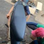 Da yên Honda Wave Rs/Ws/Rsx 100 kiểu zin (sử dụng kim bọc yên)