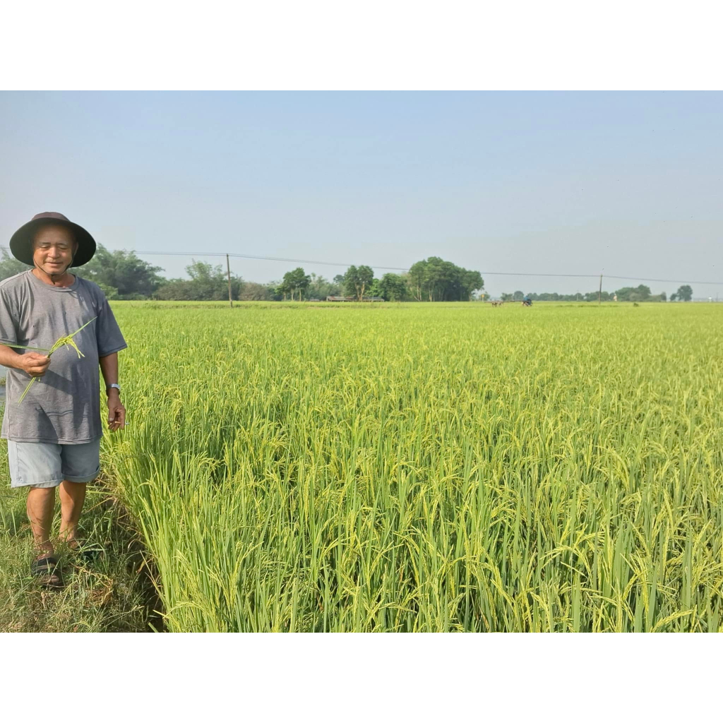 Gạo An Toàn SEPON Quảng Trị, gạo sạch ST25, gạo ngon, ít dẻo | Organic ...