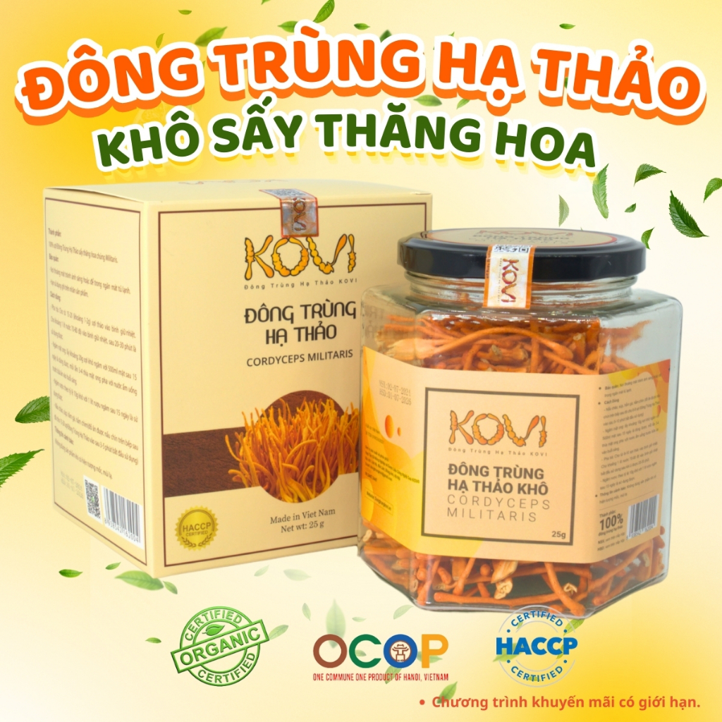 Đông trùng hạ thảo KOVI sấy khô thăng hoa 25g | Hàng Vip 1