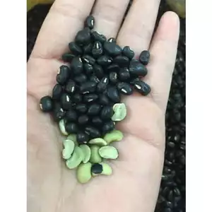 5KG ĐẬU ĐEN XANH LÒNG HẠT TO NGUYÊN HẠT _ đậu đen xanh lòng giá sỉ_ nồng sản giá sỉ _ đỗ đen xanh lòng giá sỉ