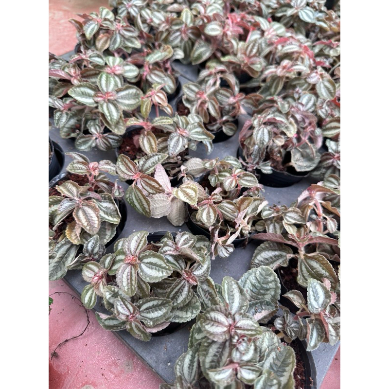 cây kim tuyến lá