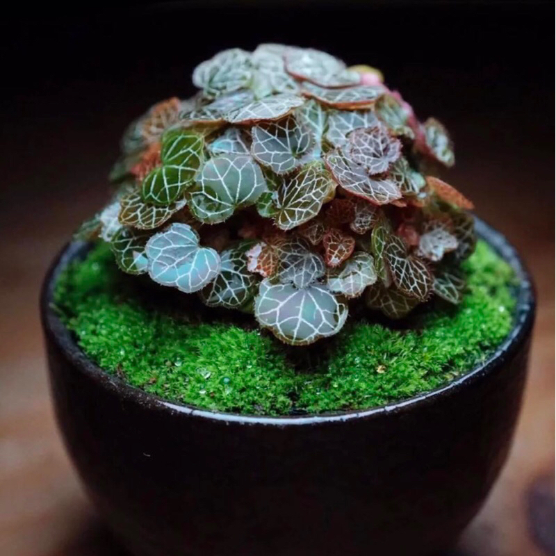 Cây Microbegonia , Thu hải đường mini chơi terrarium , bán cạn