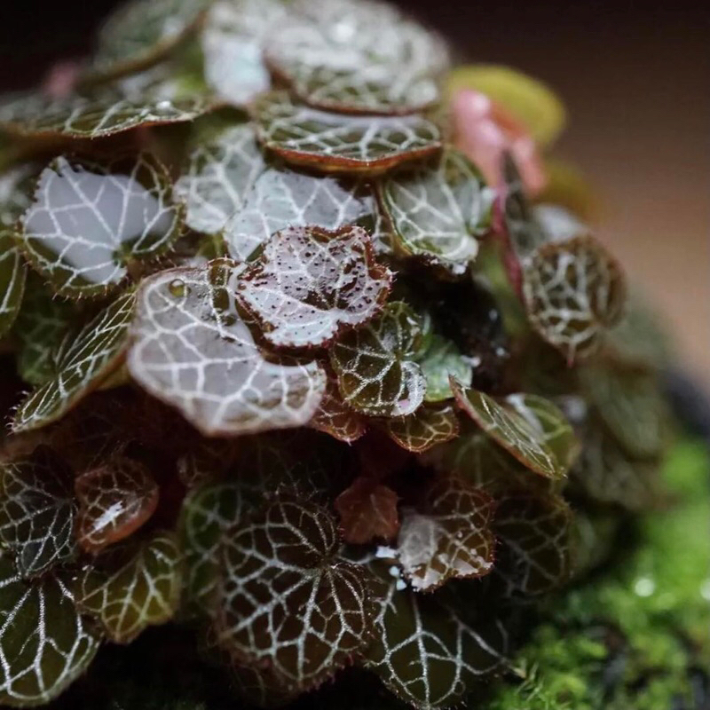 Cây Microbegonia , Thu hải đường mini chơi terrarium , bán cạn