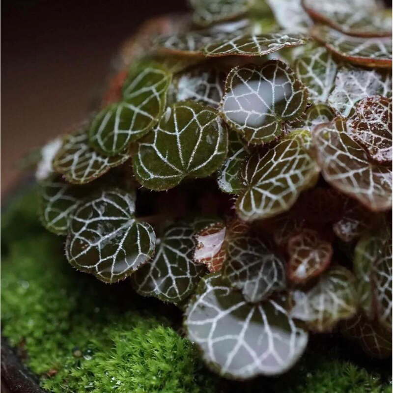 Cây Microbegonia , Thu hải đường mini chơi terrarium , bán cạn