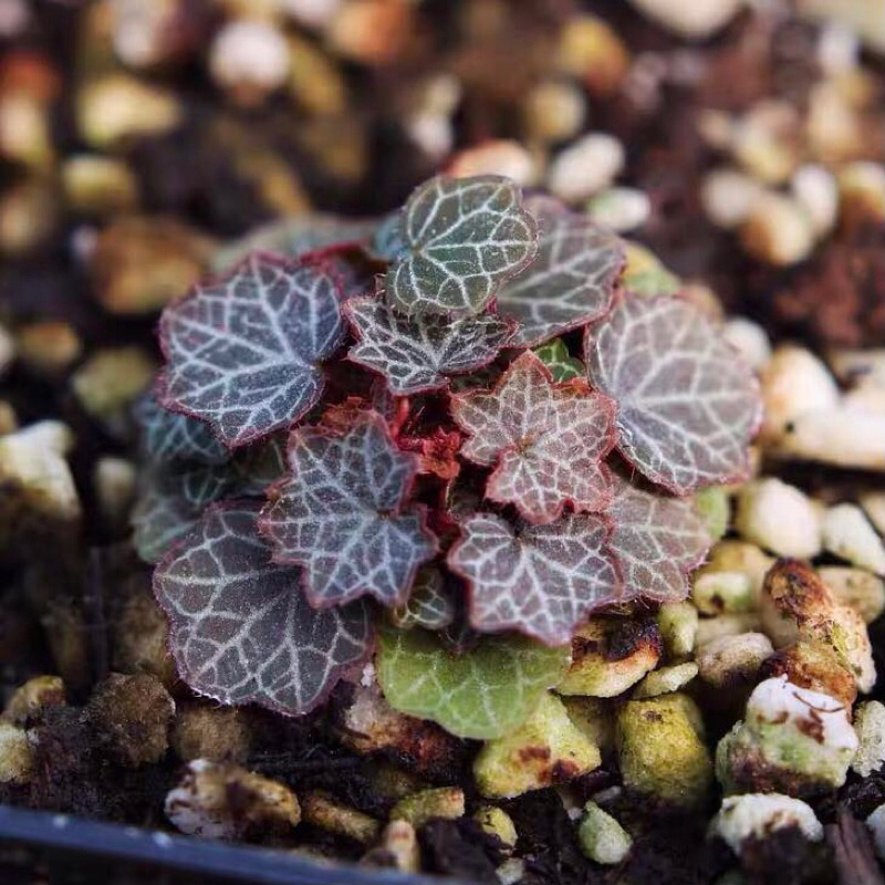 Cây Microbegonia , Thu hải đường mini chơi terrarium , bán cạn